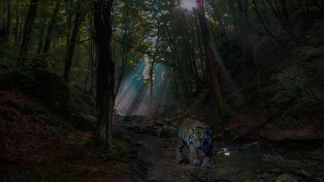 forest  tiger  nature free photo