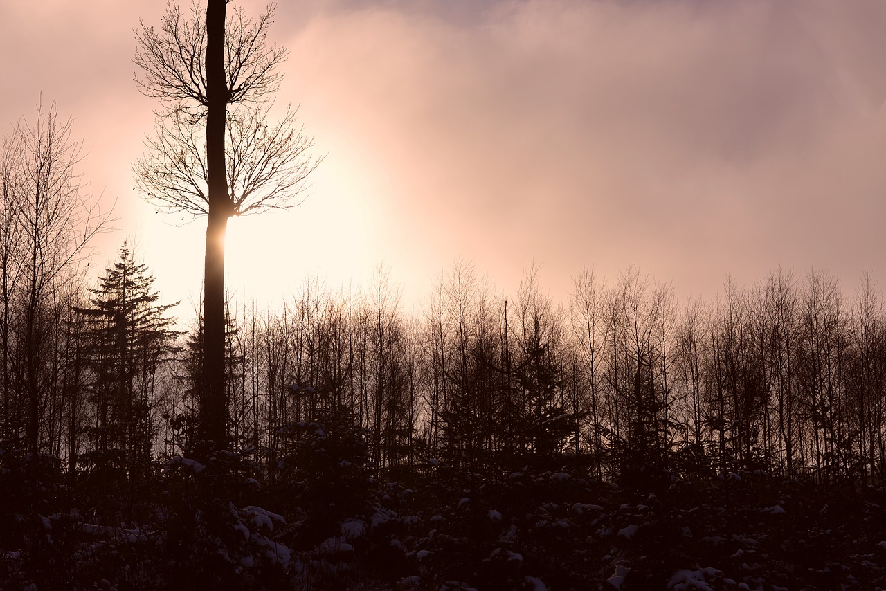 forest  lighting  trees free photo