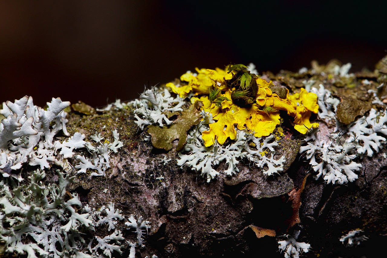 forest  lichen  close up free photo