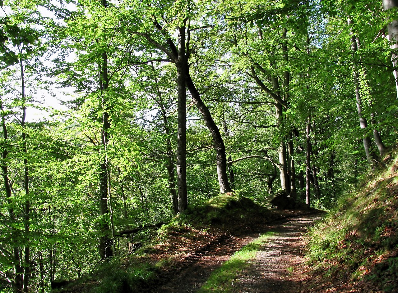 forest  autumn  trees free photo