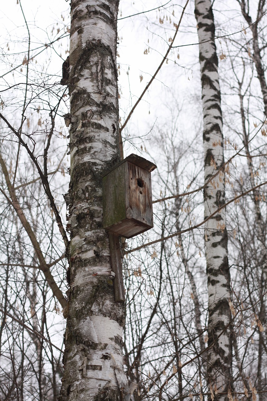 forest  birds  nature free photo