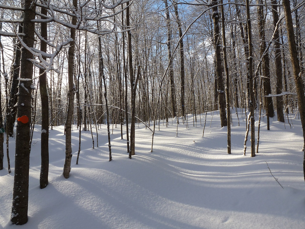 forest winter snow free photo