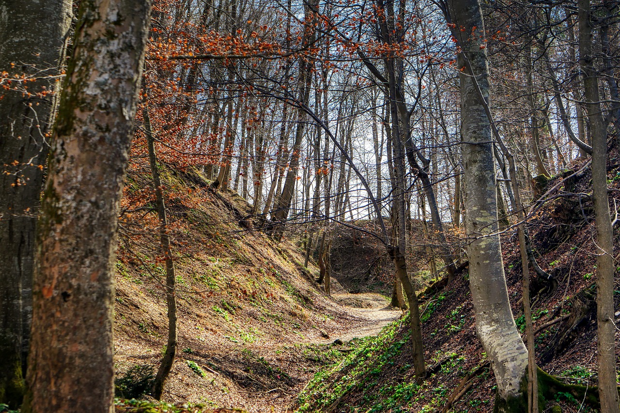 forest  landscape  away free photo