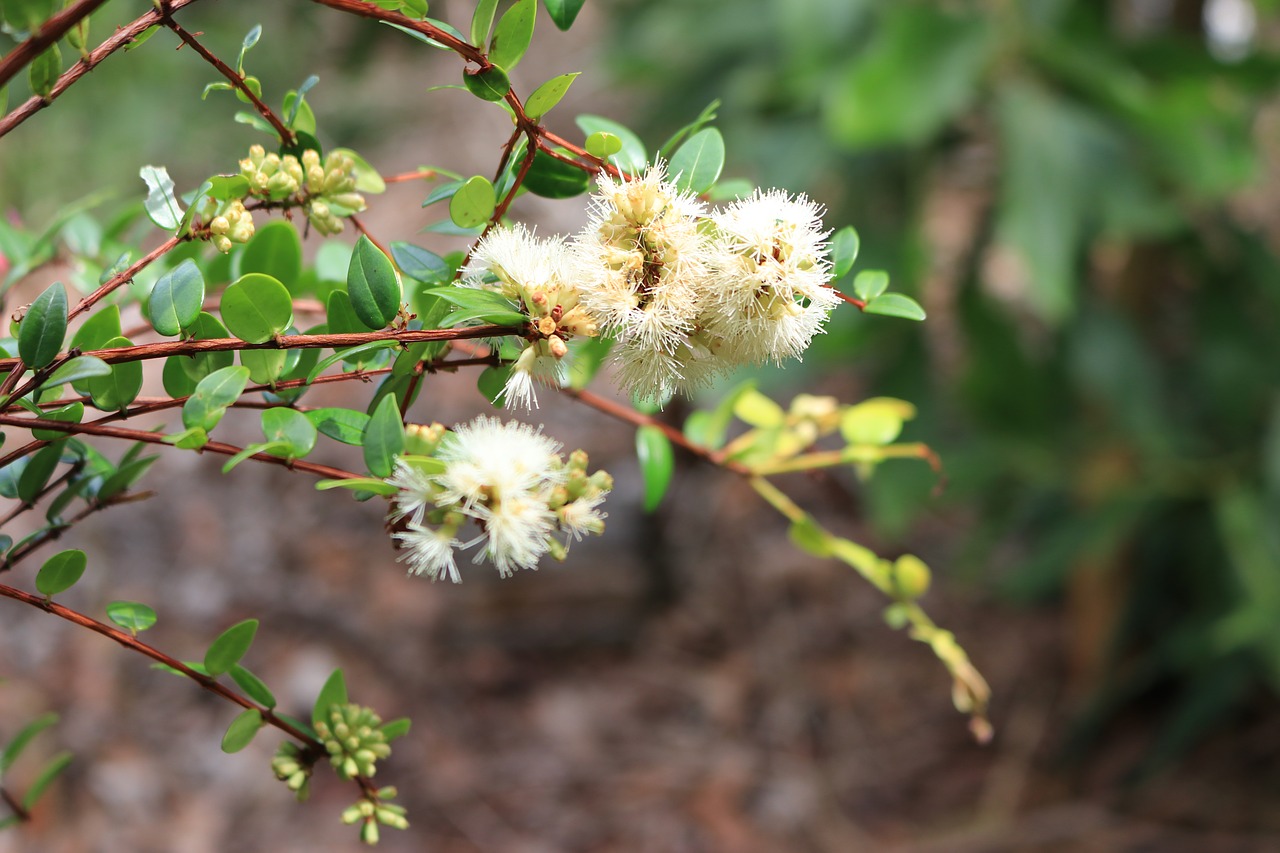 forest  plant  nature free photo