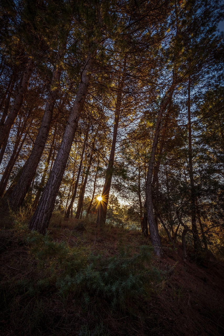 forest  dawn  sun free photo