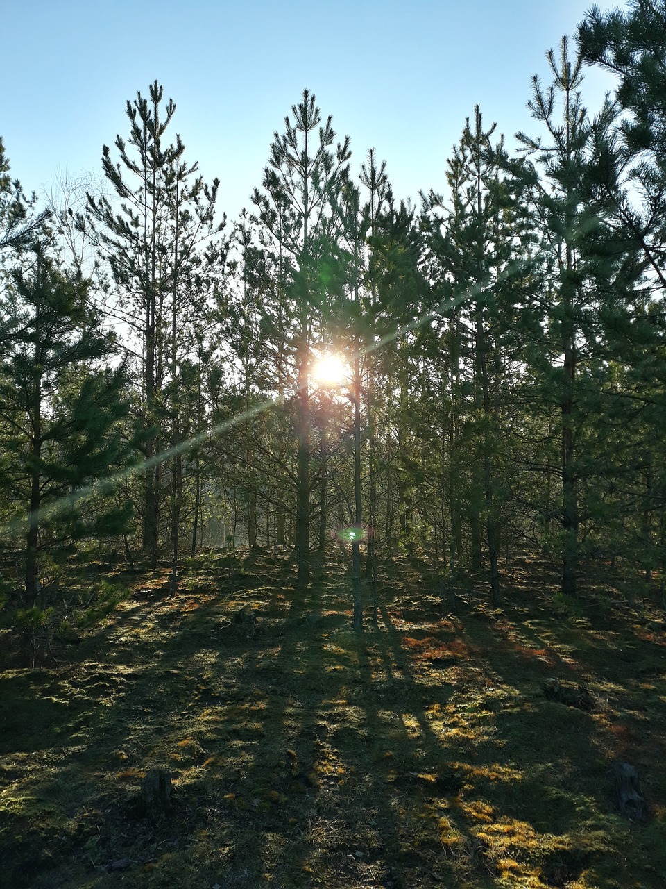 forest  sun  morning free photo