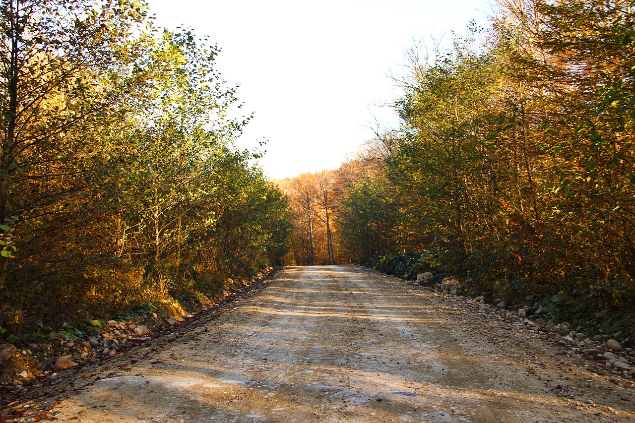 forest  the road in the forest  autumn free photo