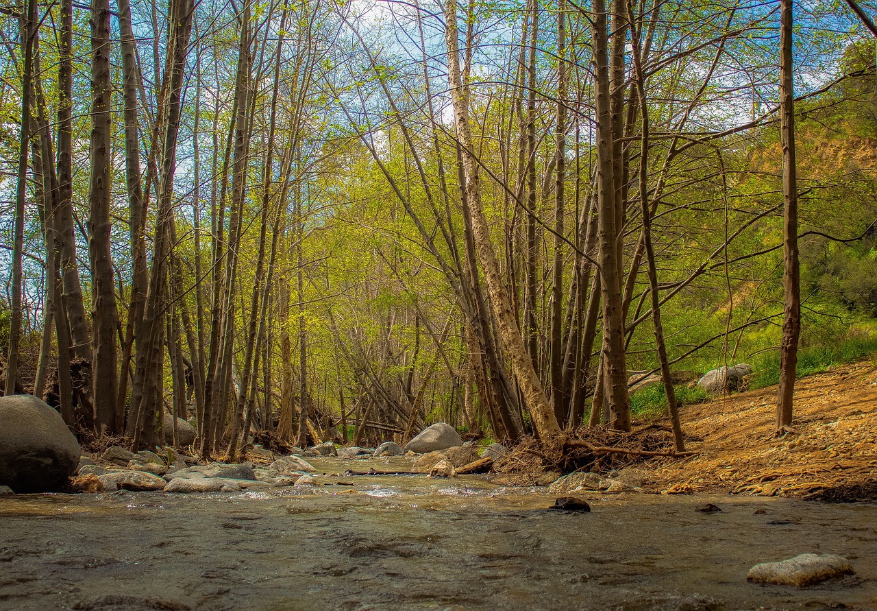 forest  stream  peaceful free photo