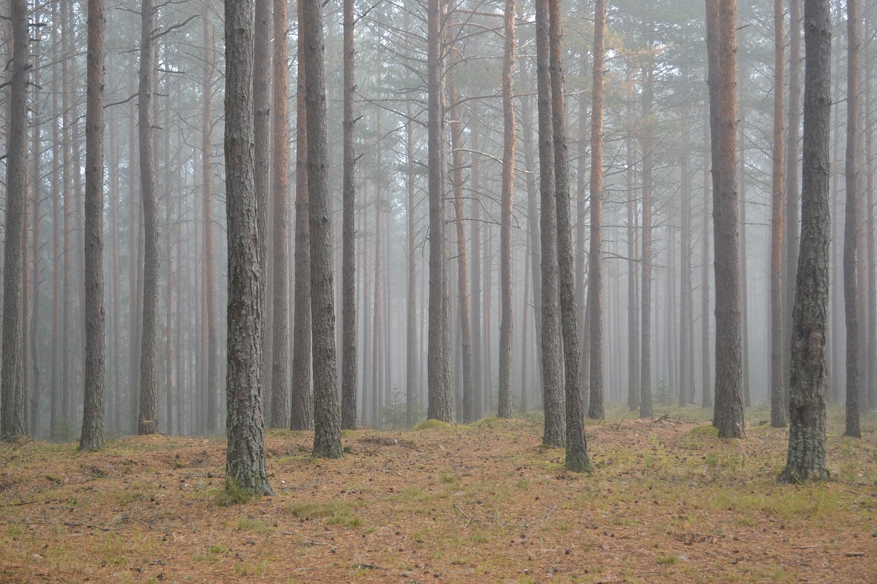 forest  fog  magic free photo