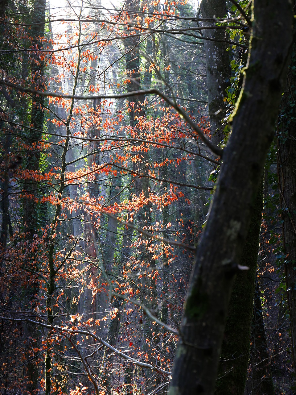 forest  trees  light free photo