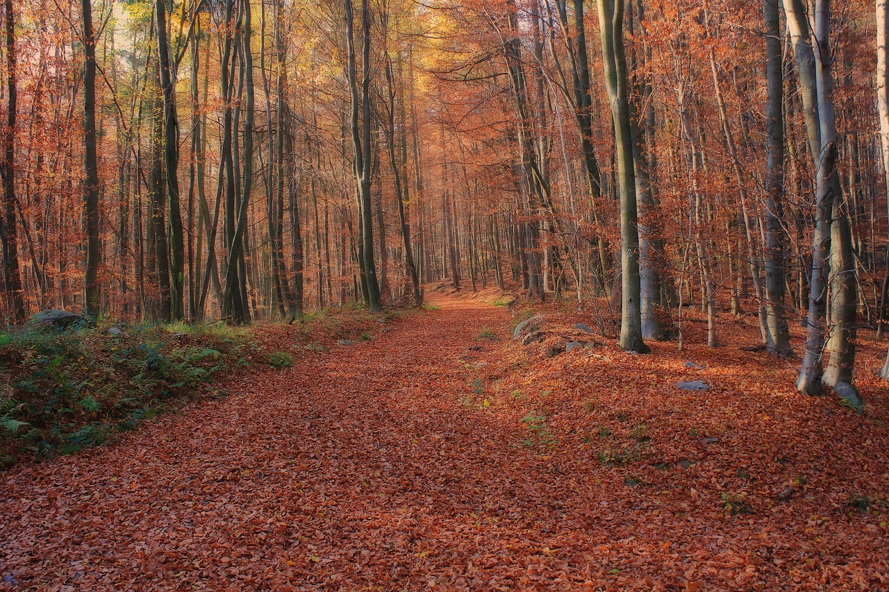 forest  nature  trees free photo