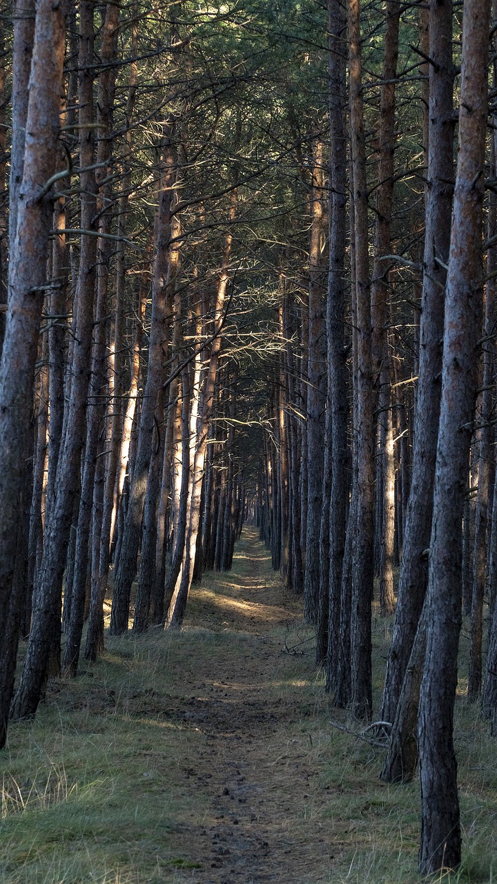 forest  path  goal free photo