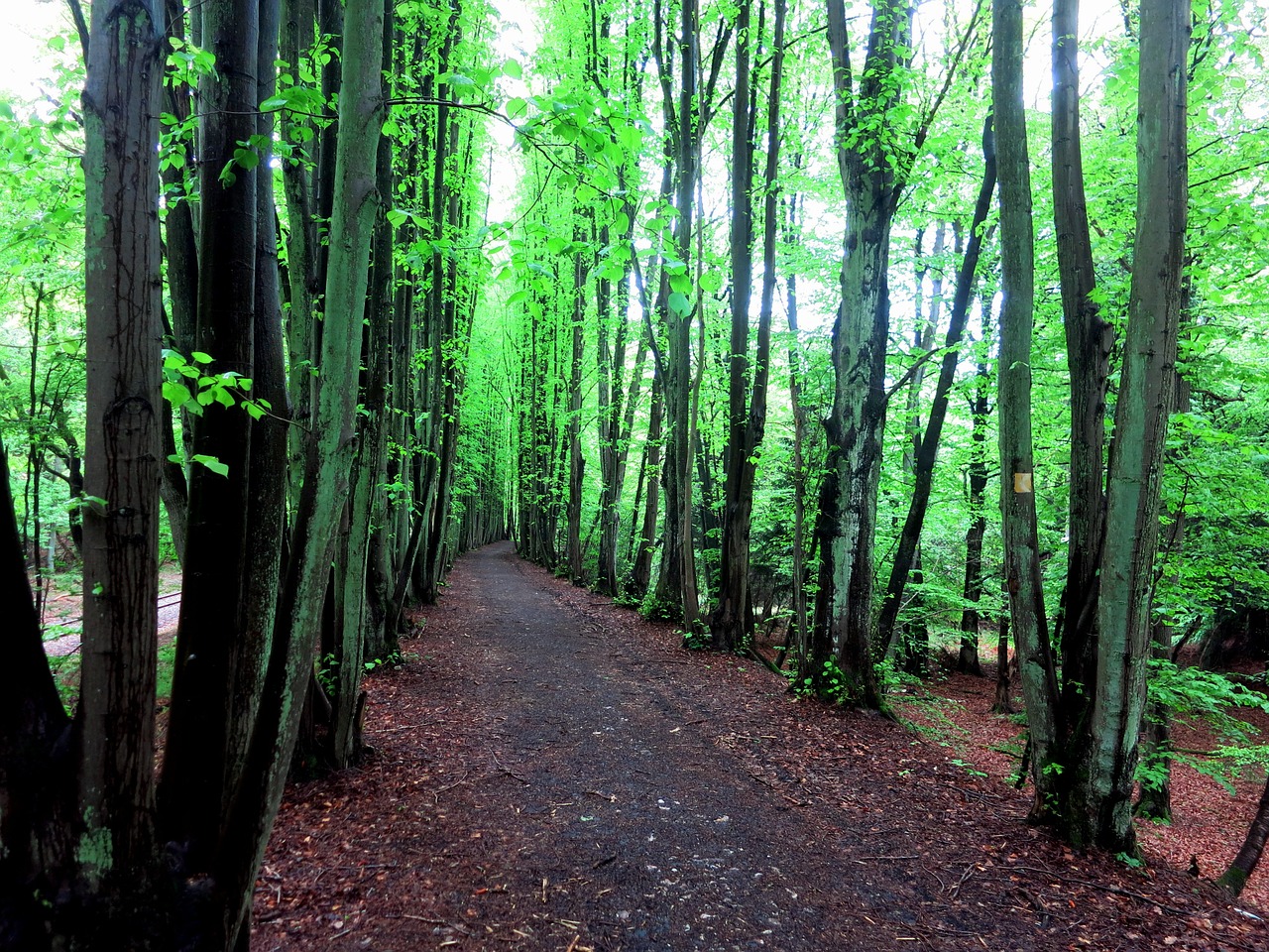 forest tree leaves free photo