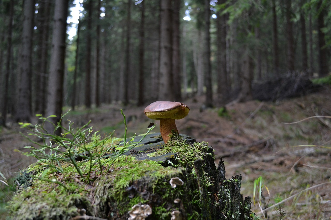 forest grass fungus free photo