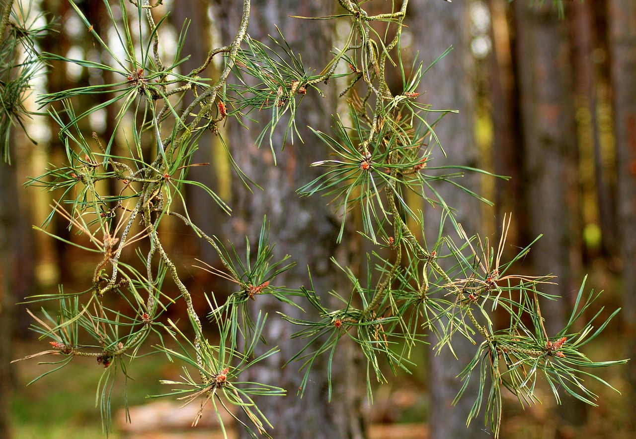 forest  pine  pine needles free photo