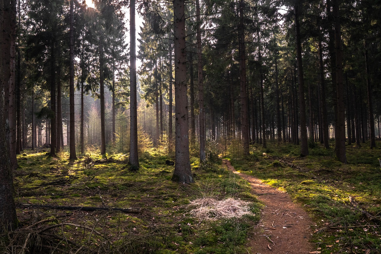 forest  dutch  landscape free photo