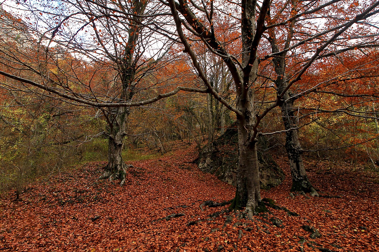forest  autumn  trees free photo