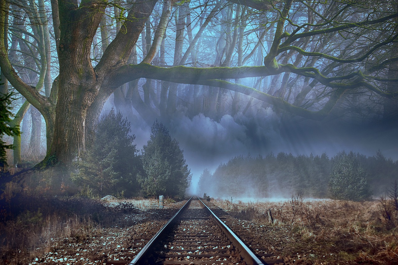 forest  fog  trees free photo