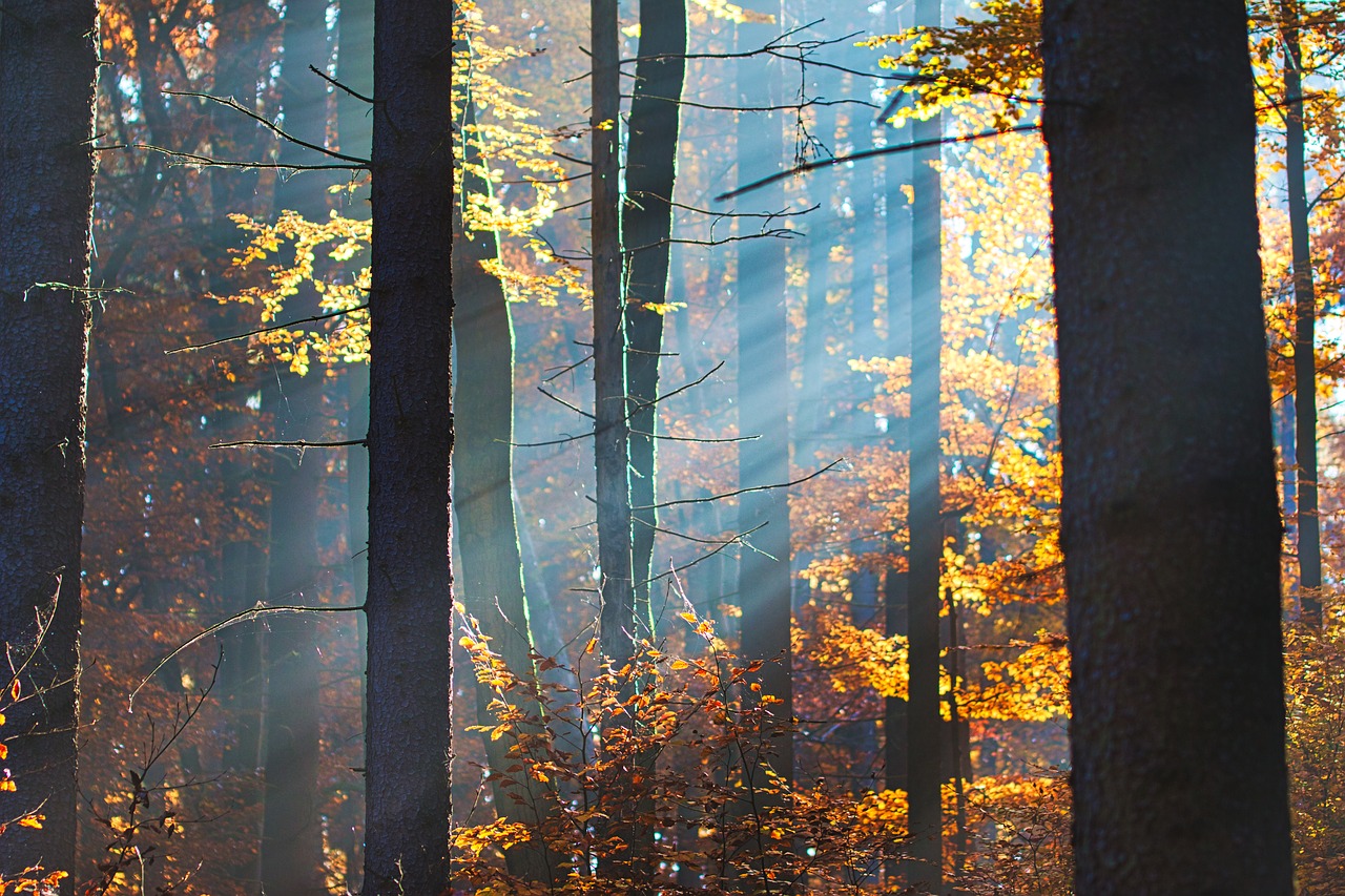 forest  autumn  morning sun free photo