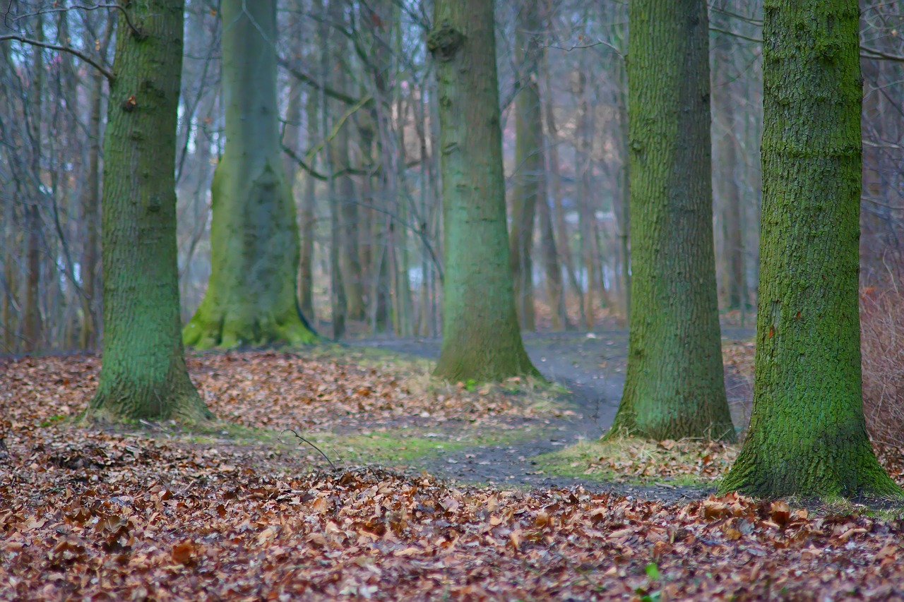 forest  trees  leaves free photo