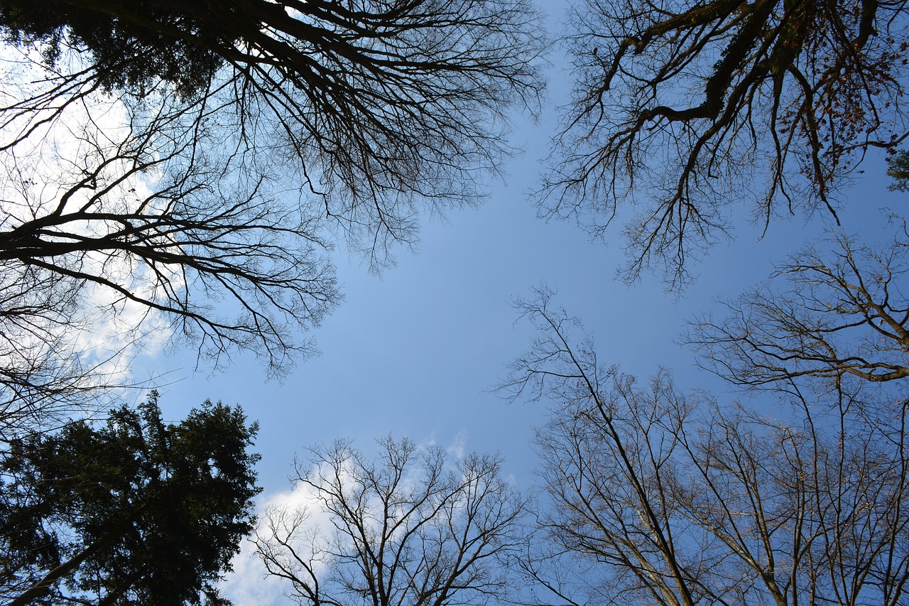 forest  trees  sky free photo