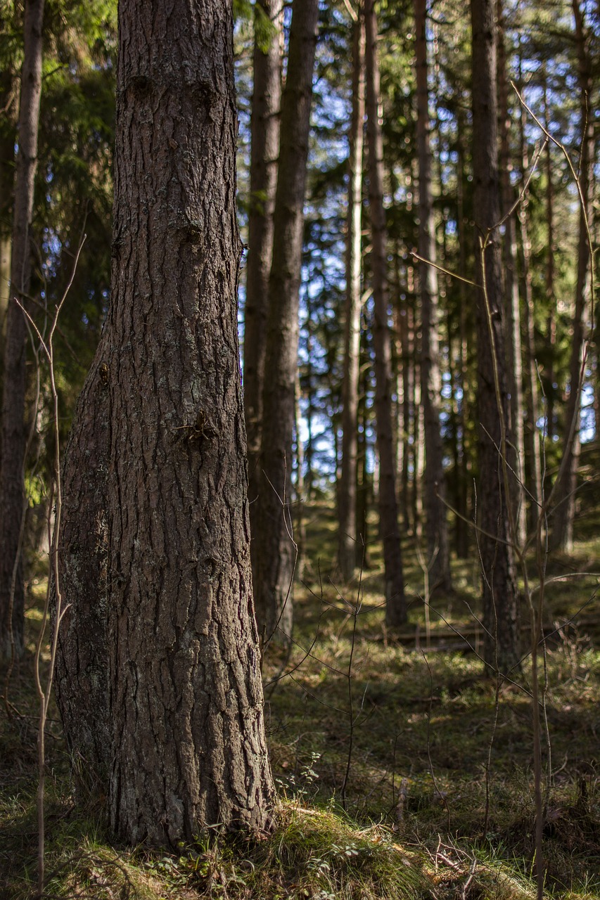 forest  tree  nature free photo