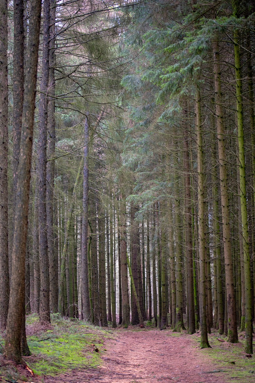 forest  trees  path free photo