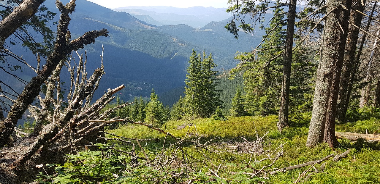 forest  slovakia  green free photo