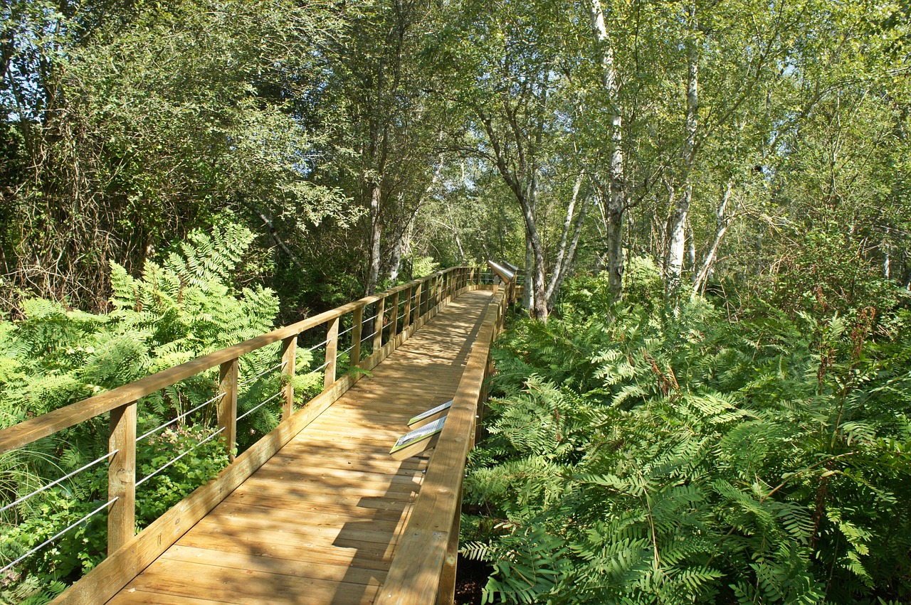forest walkway bridge free photo