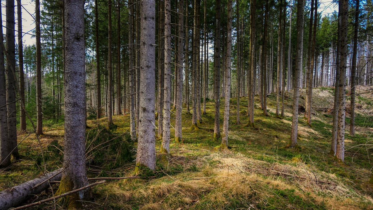 forest  tree  nature free photo