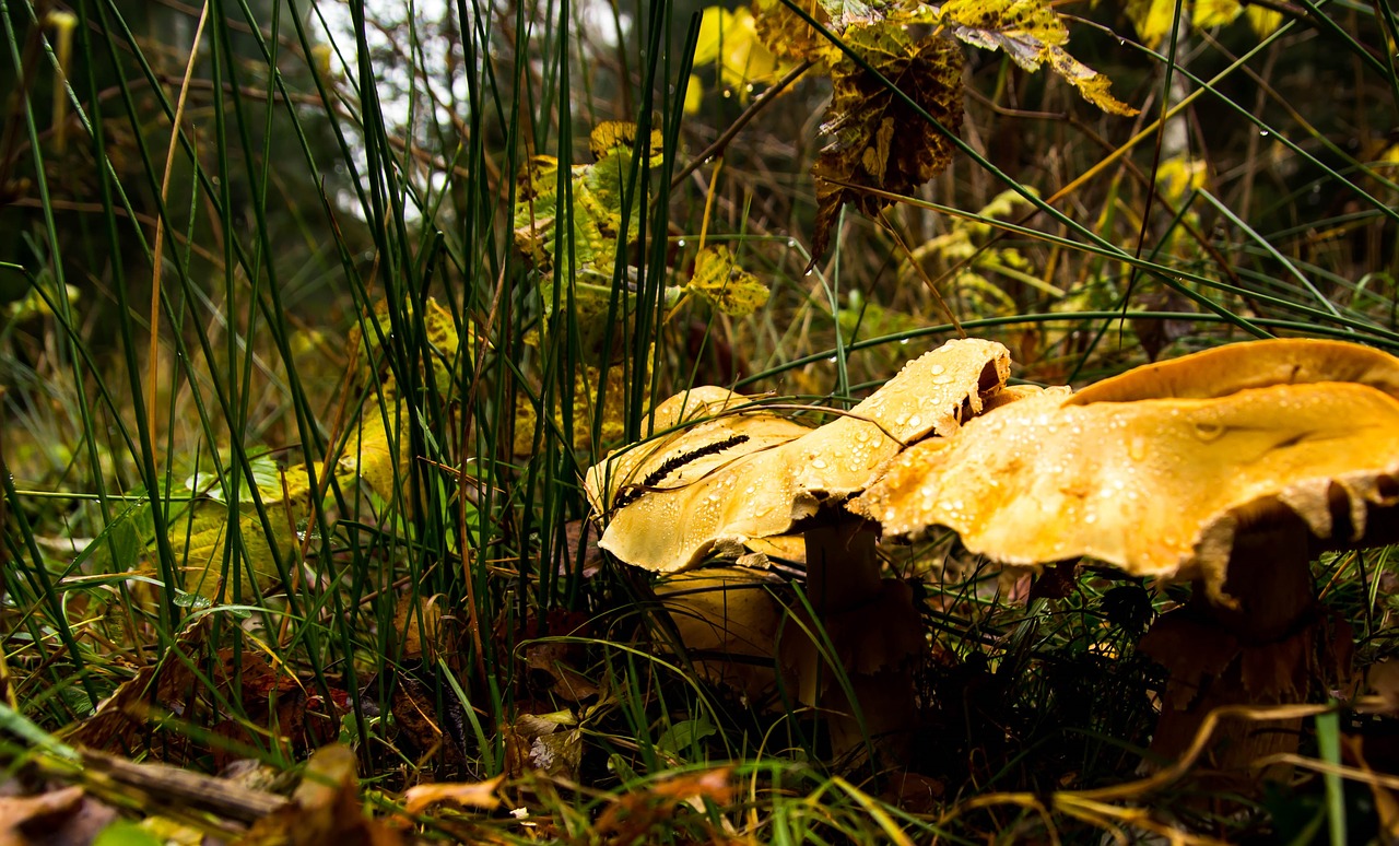 forest  grass  mushrooms free photo