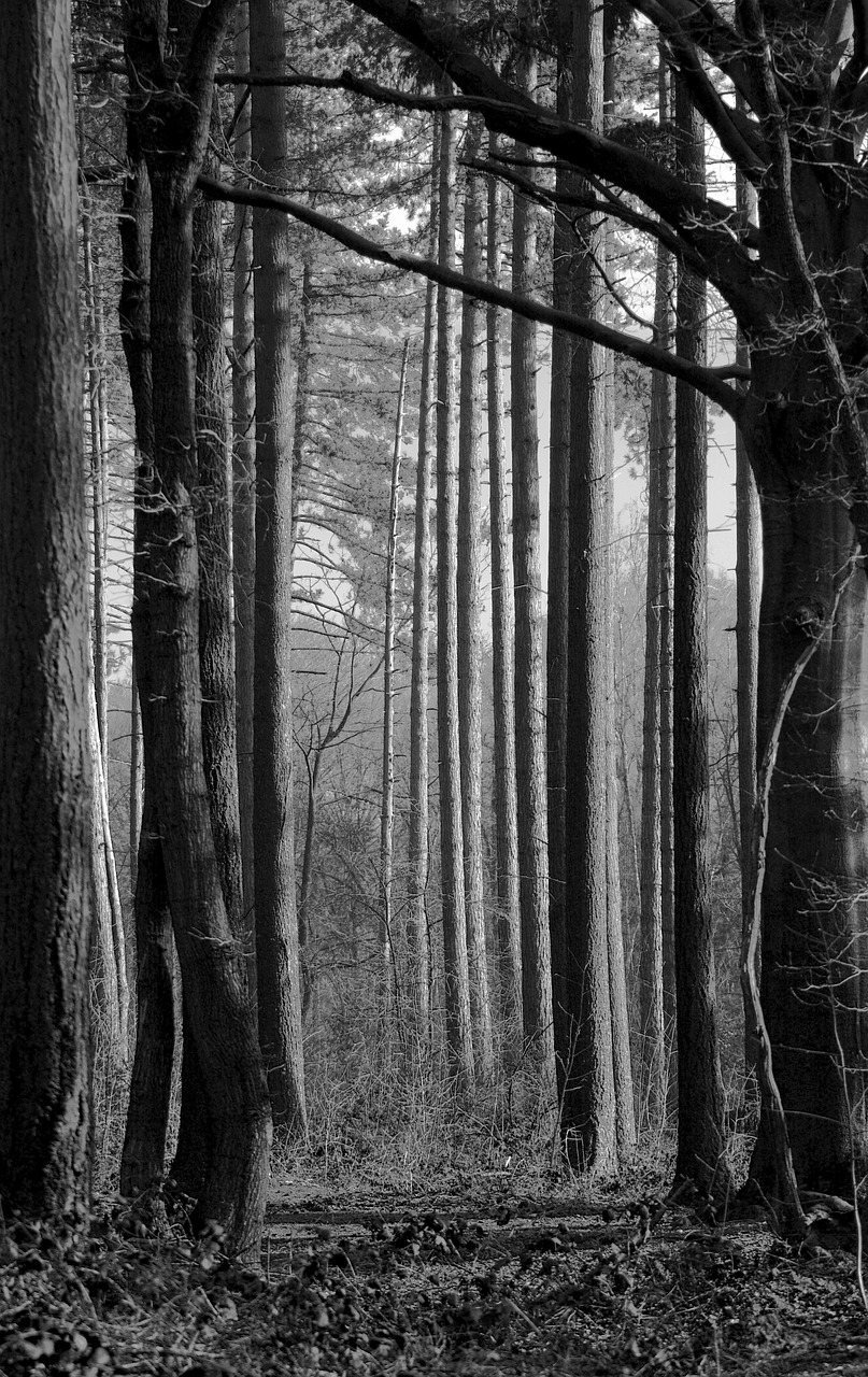 forest  trees  black white free photo
