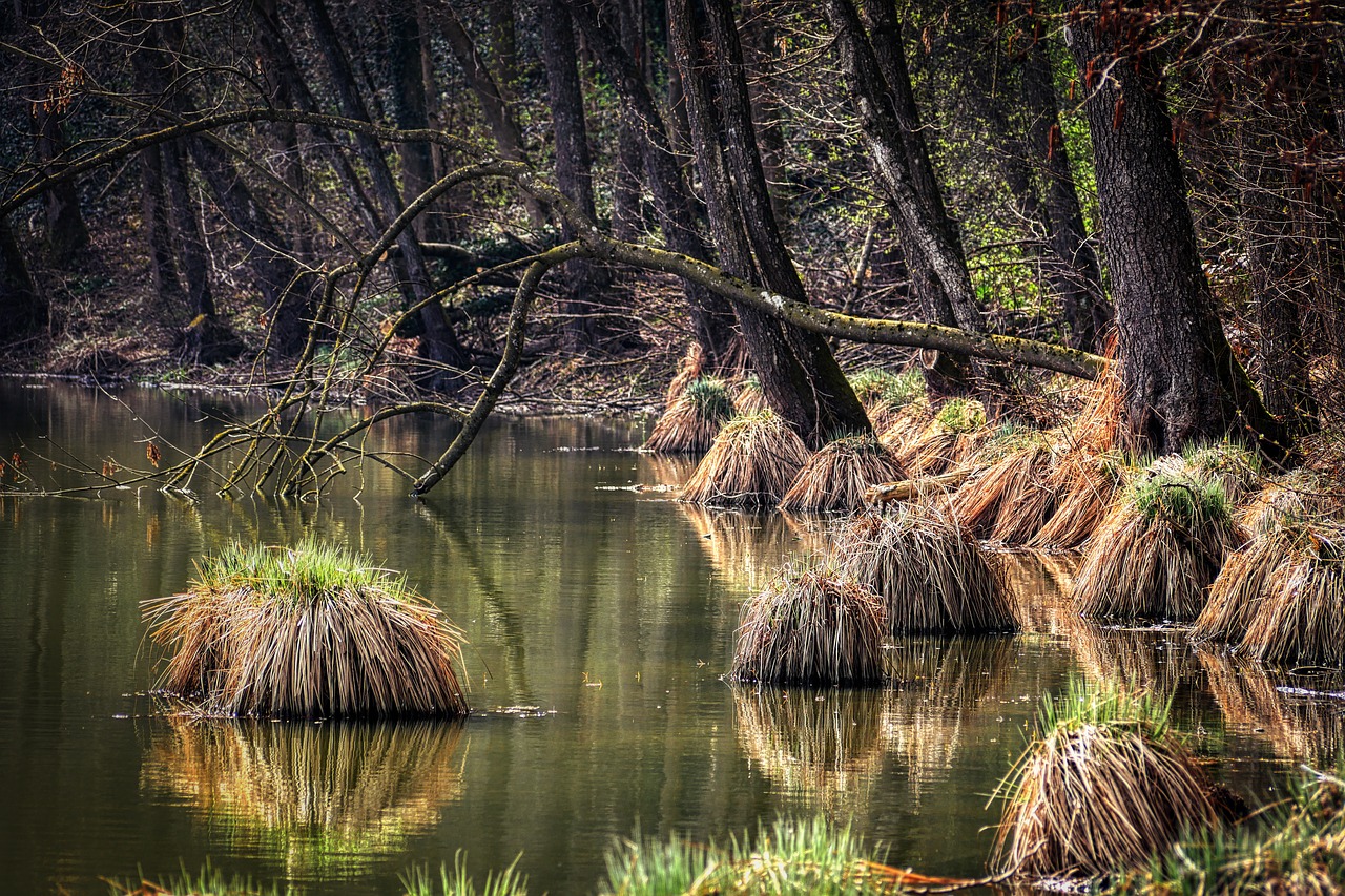 forest  lake  pond free photo