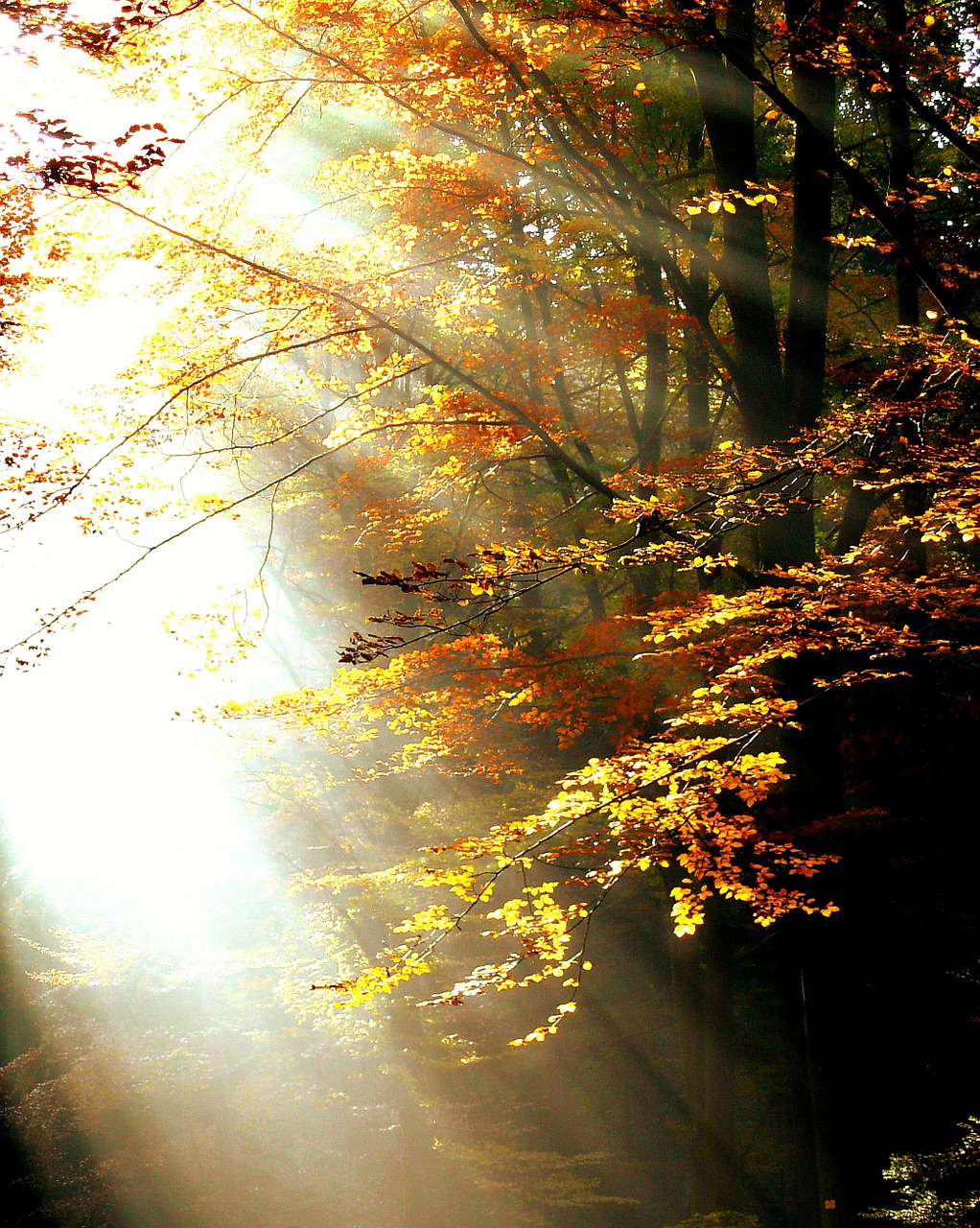 forest light autumn free photo