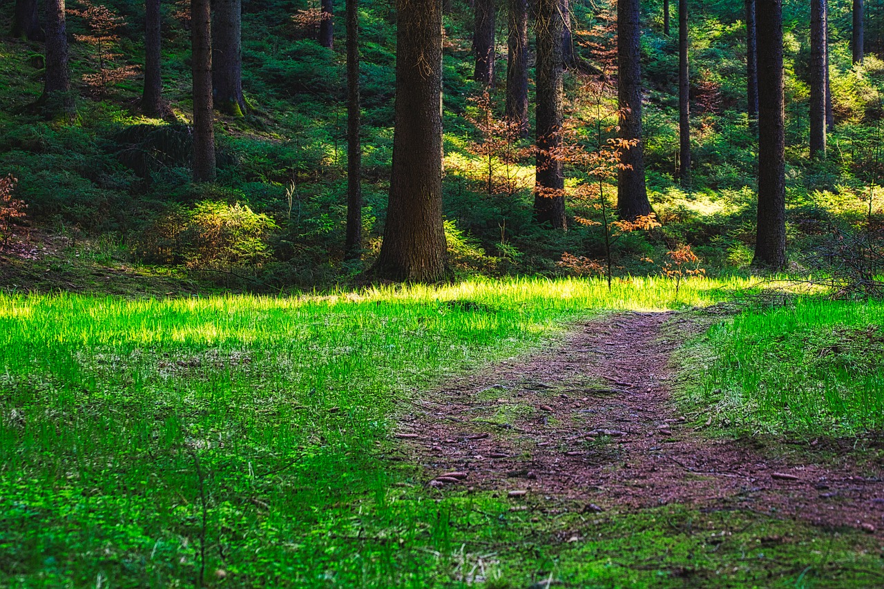 forest  trees  glade free photo