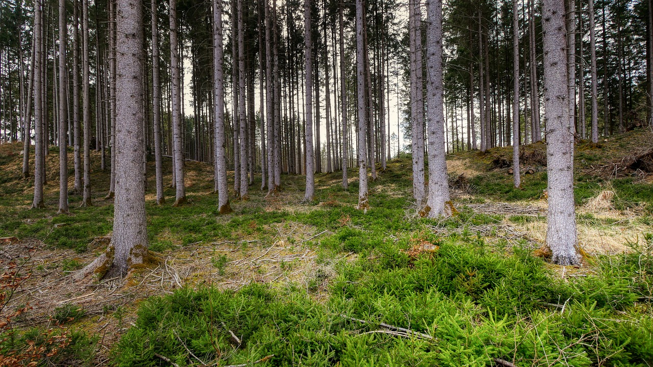 forest  tree  nature free photo