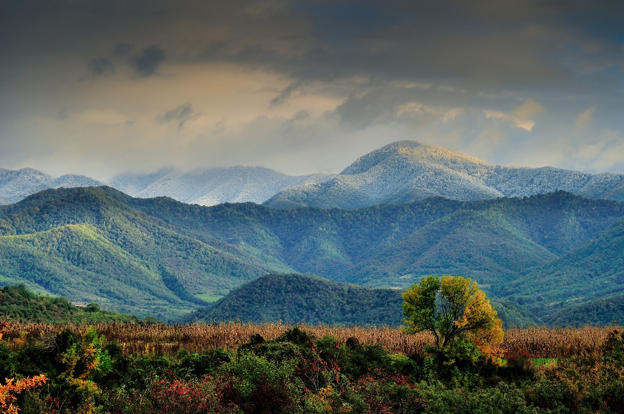 forest autumn landscape free photo