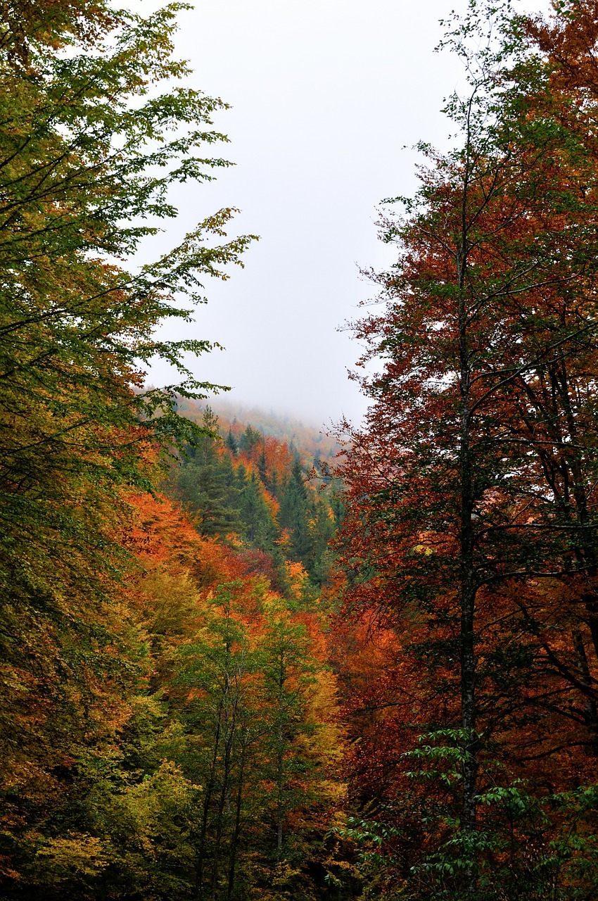 forest autumn landscape free photo