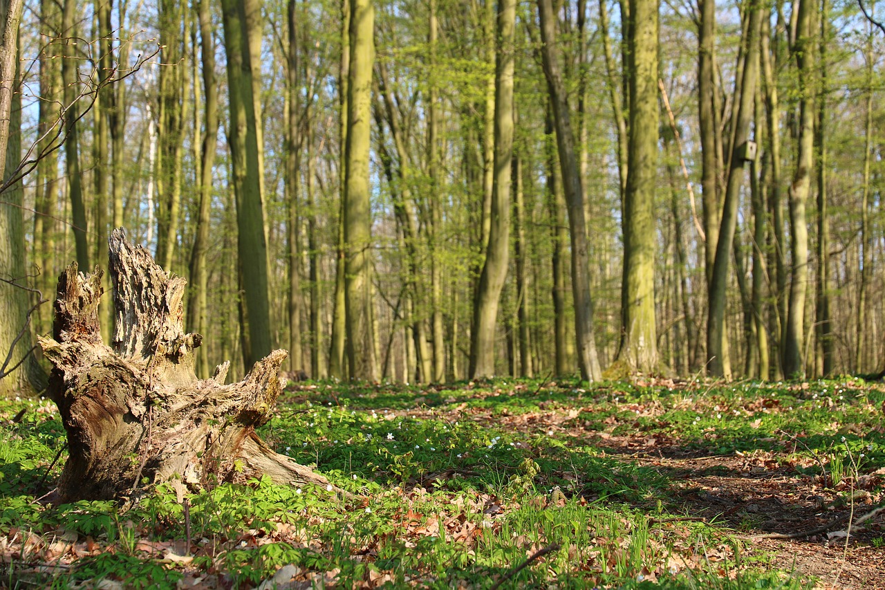 forest  strain  tree free photo