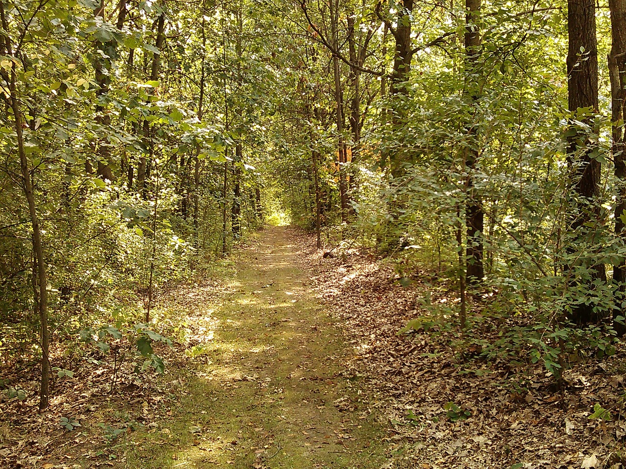 forest walk path free photo