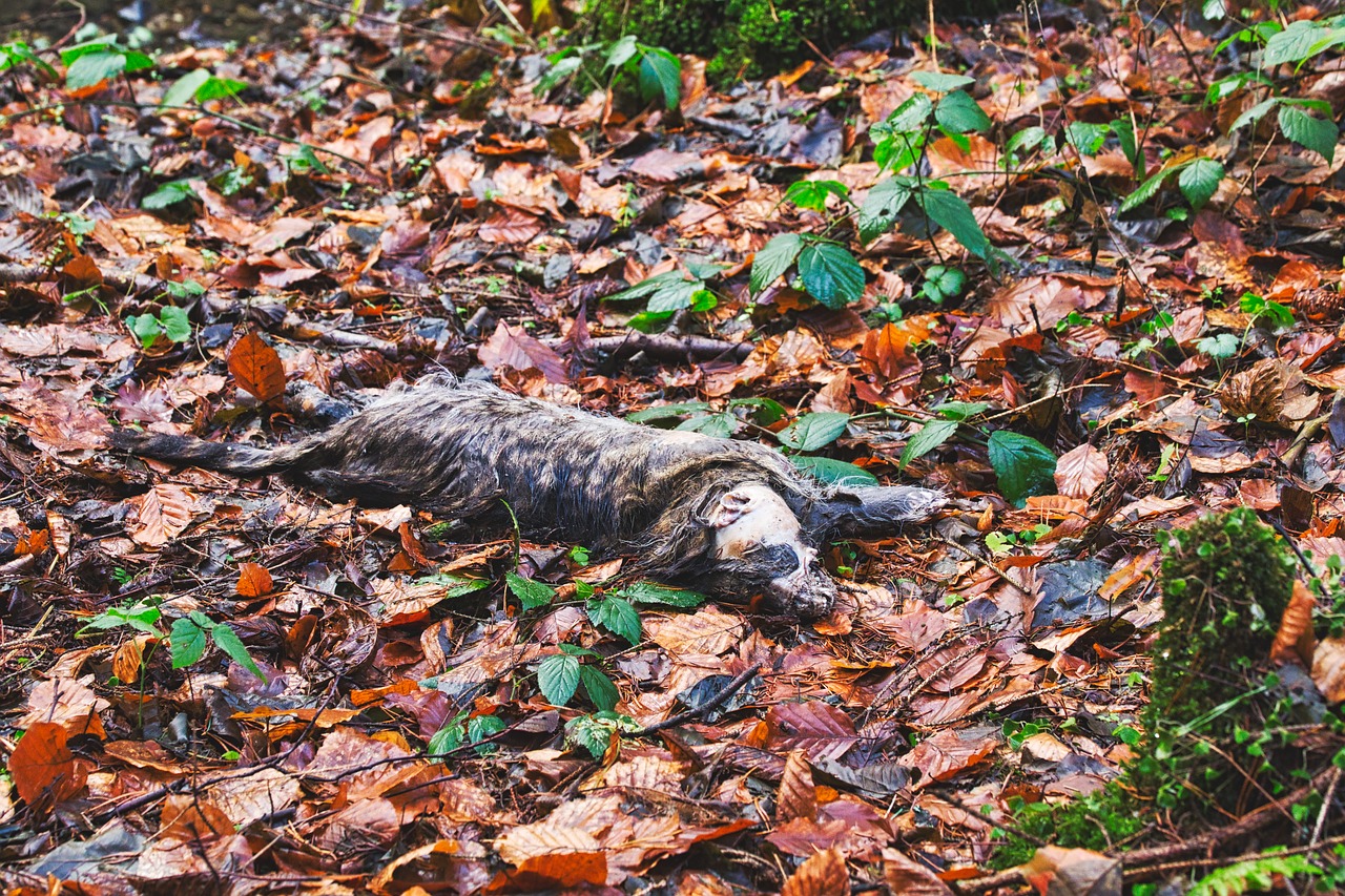 forest  carcass  animals free photo