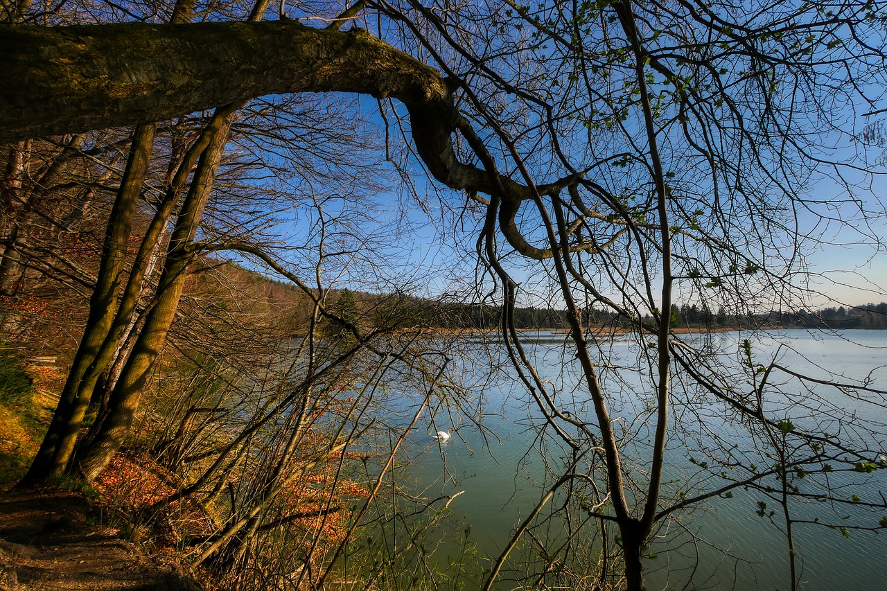 forest  spring  sprout free photo