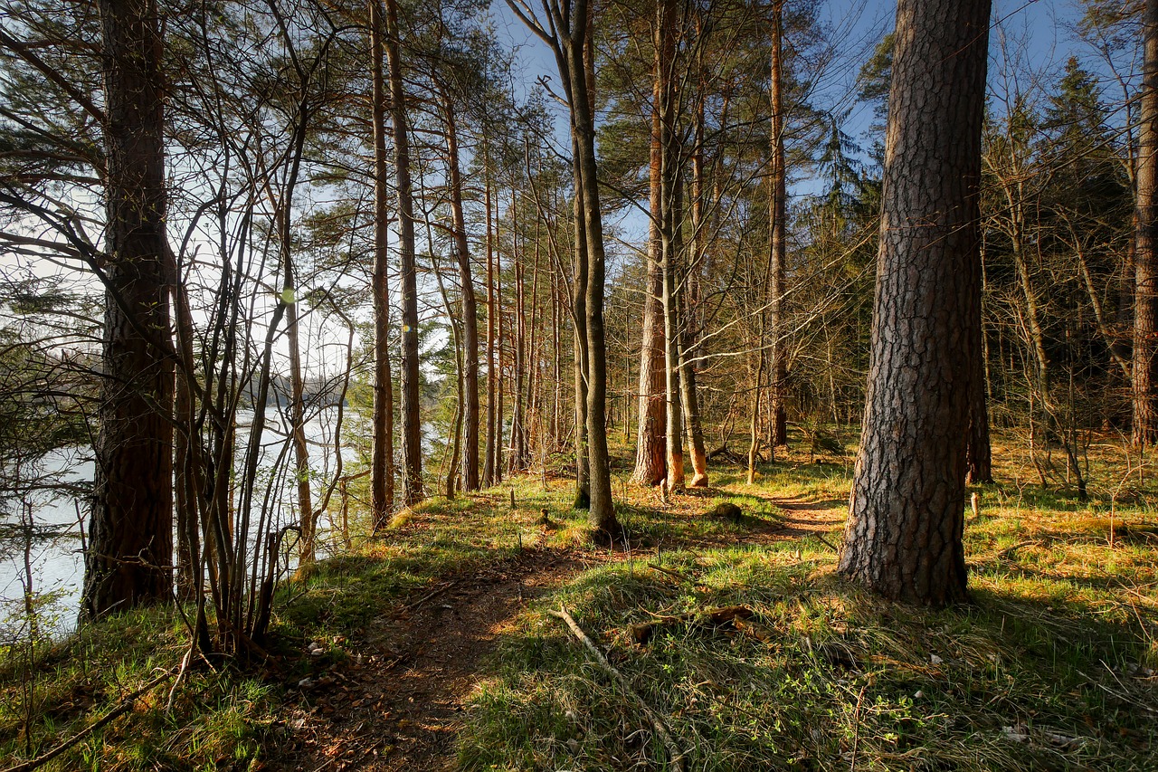 forest  spring  sprout free photo