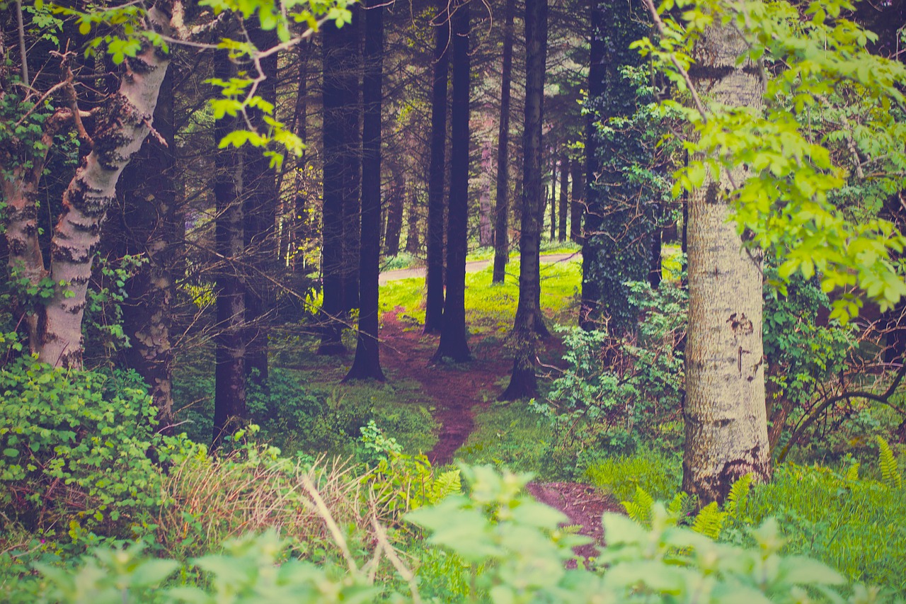 forest trees nature free photo