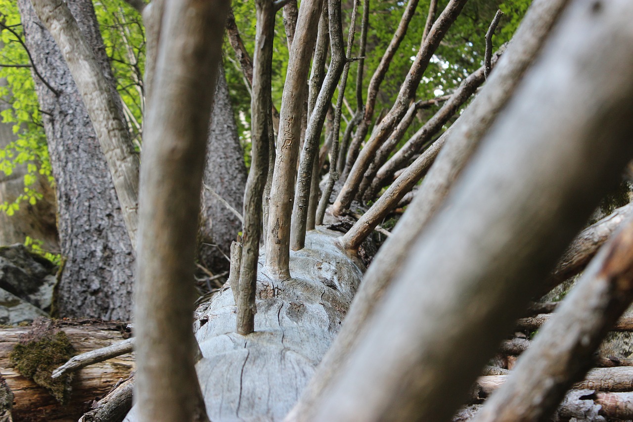 forest  tree  alps free photo