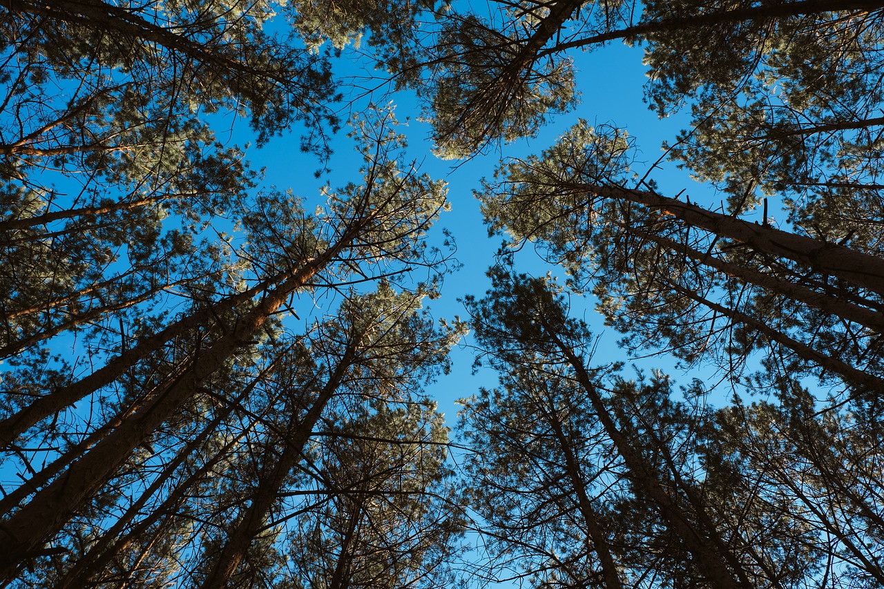 forest  sky  nature free photo