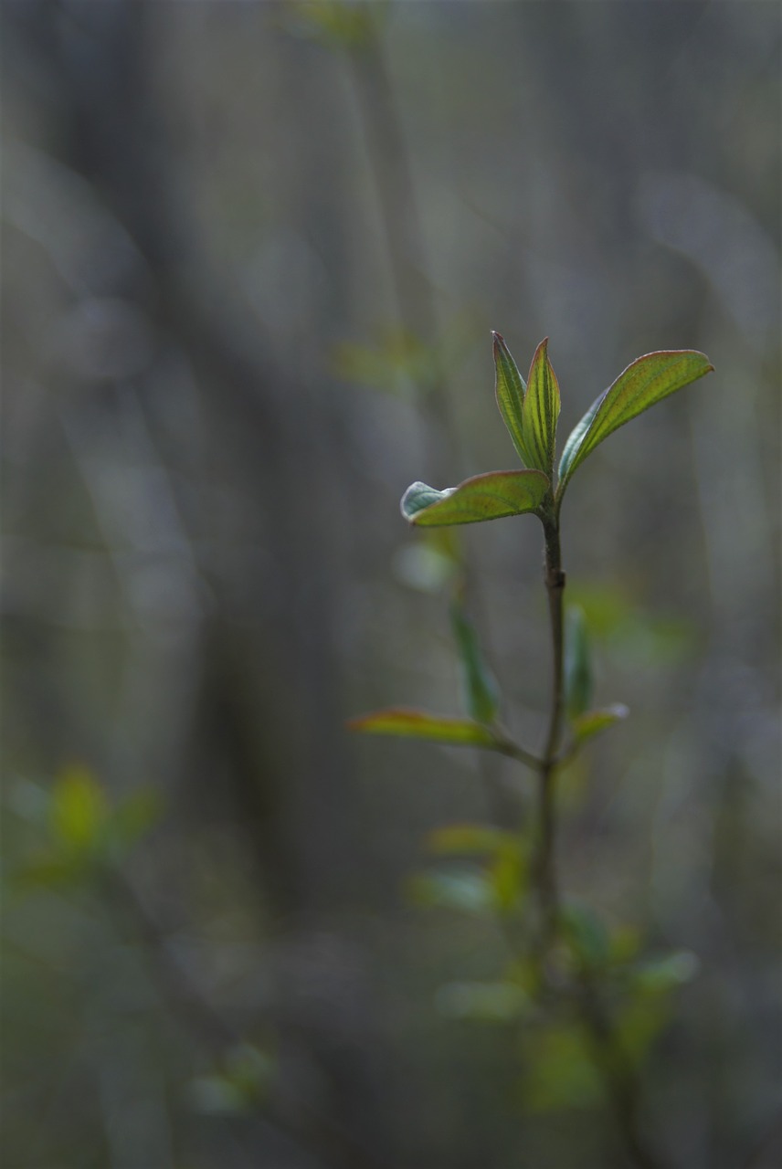 forest  green  nature free photo