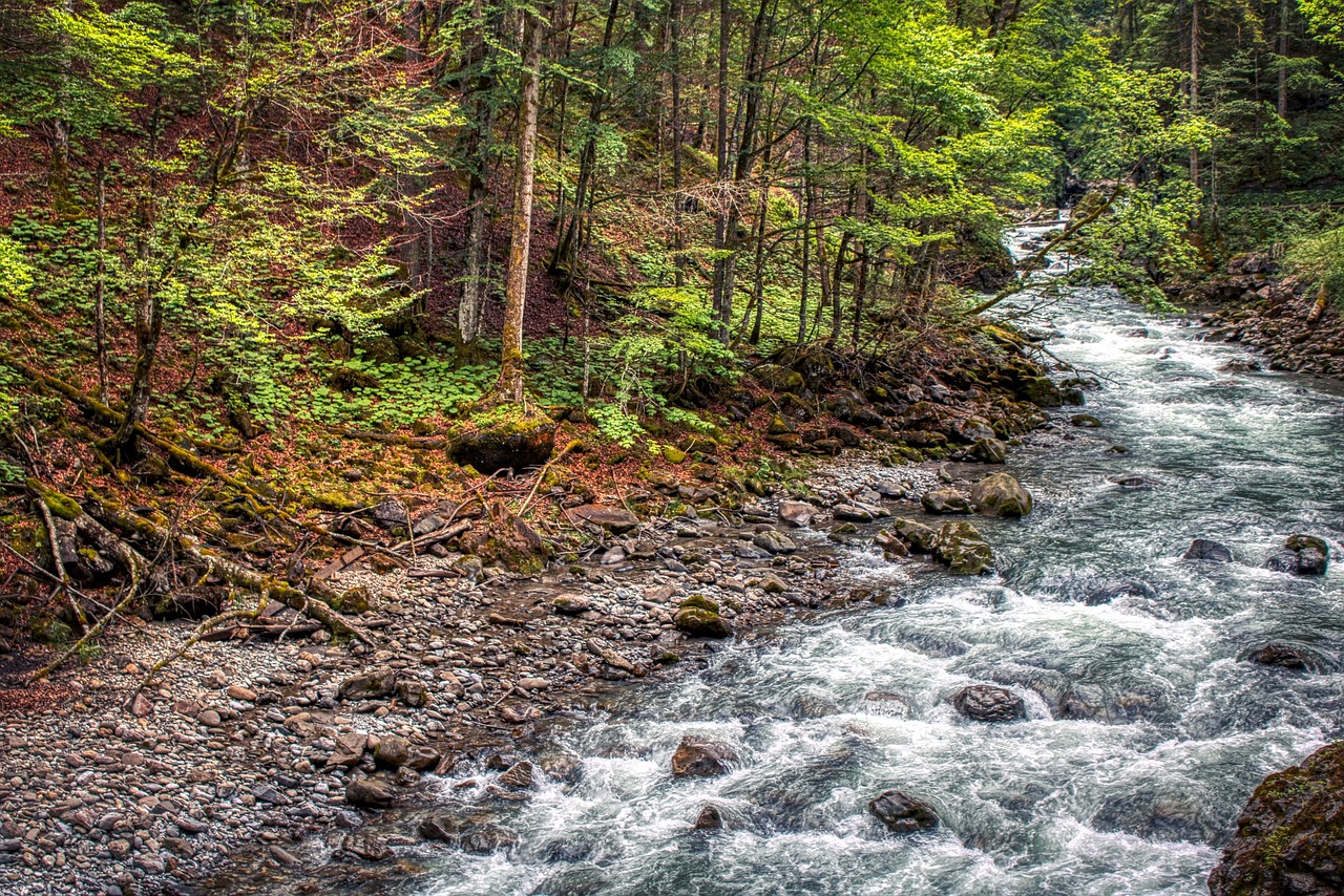 forest  oberstdorf  bavaria free photo