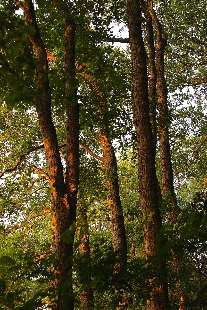 forest trees abendstimmung free photo