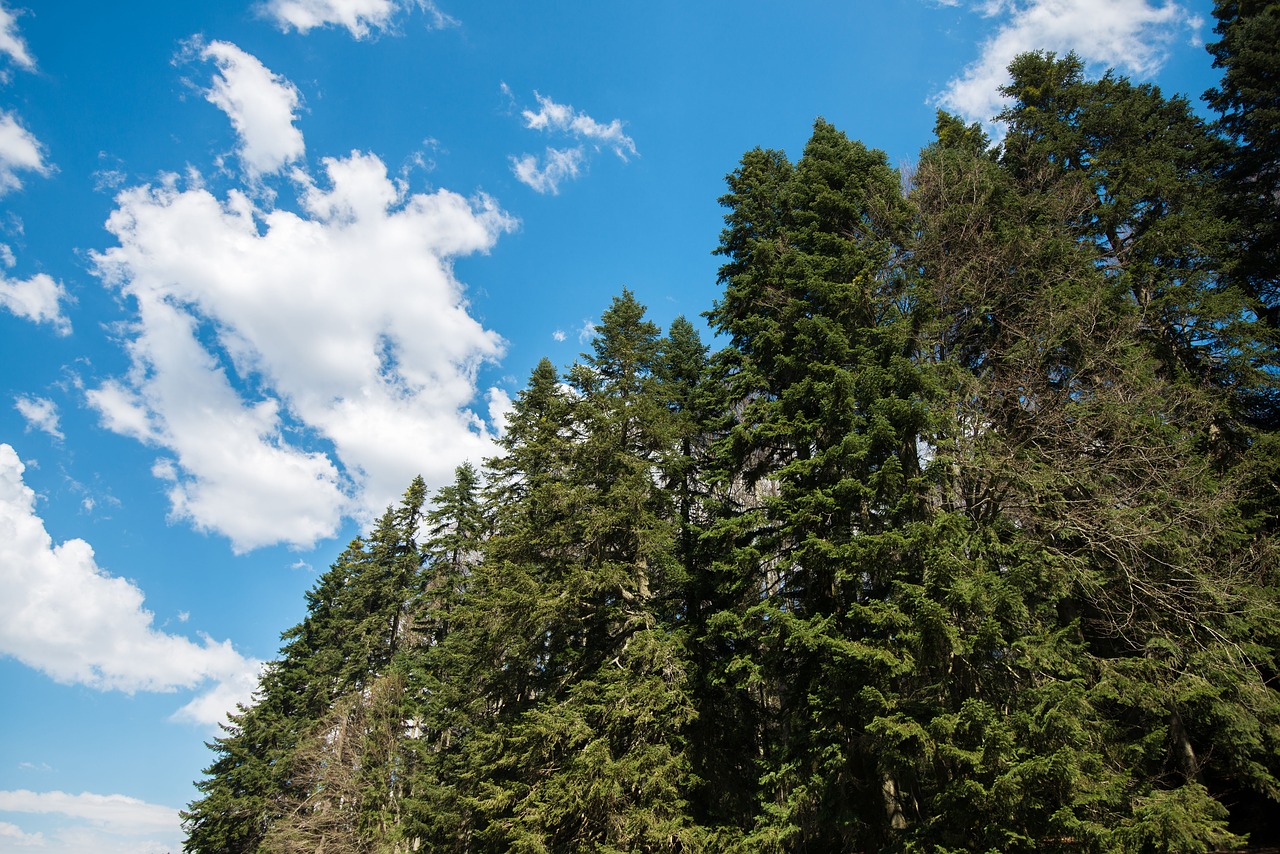 forest  sky  trees free photo